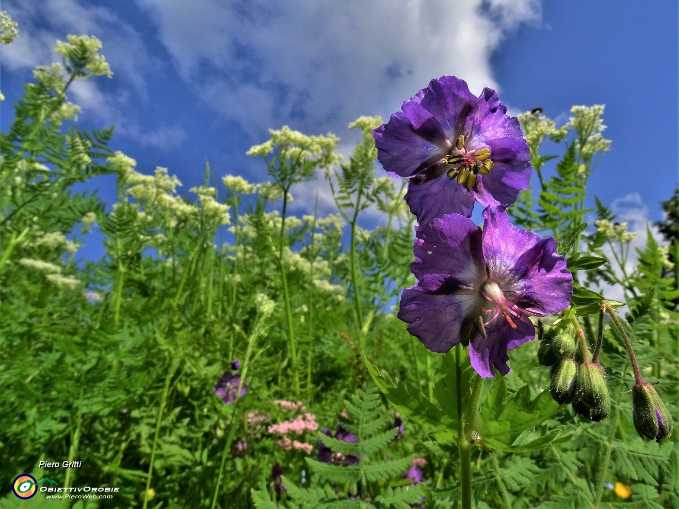 04 Geranium phaeum (Geranio stellato) sul sent. 219 nei prati alle pendici del torrione del Corno Branchino.JPG